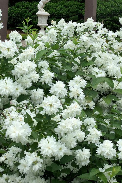 Philadelphus Virginalis Minnesota Snowflake - View 1 from www redcrocus com