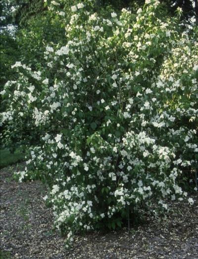 Philadelphus Virginalis Minnesota Snowflake - View 5 from www redcrocus com