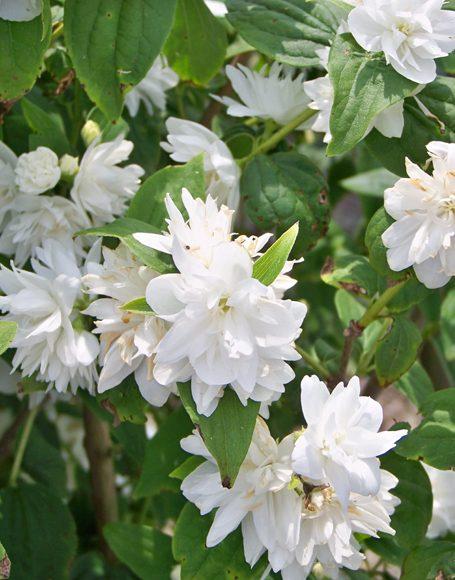 Philadelphus Virginalis Minnesota Snowflake - View 6 from www redcrocus com