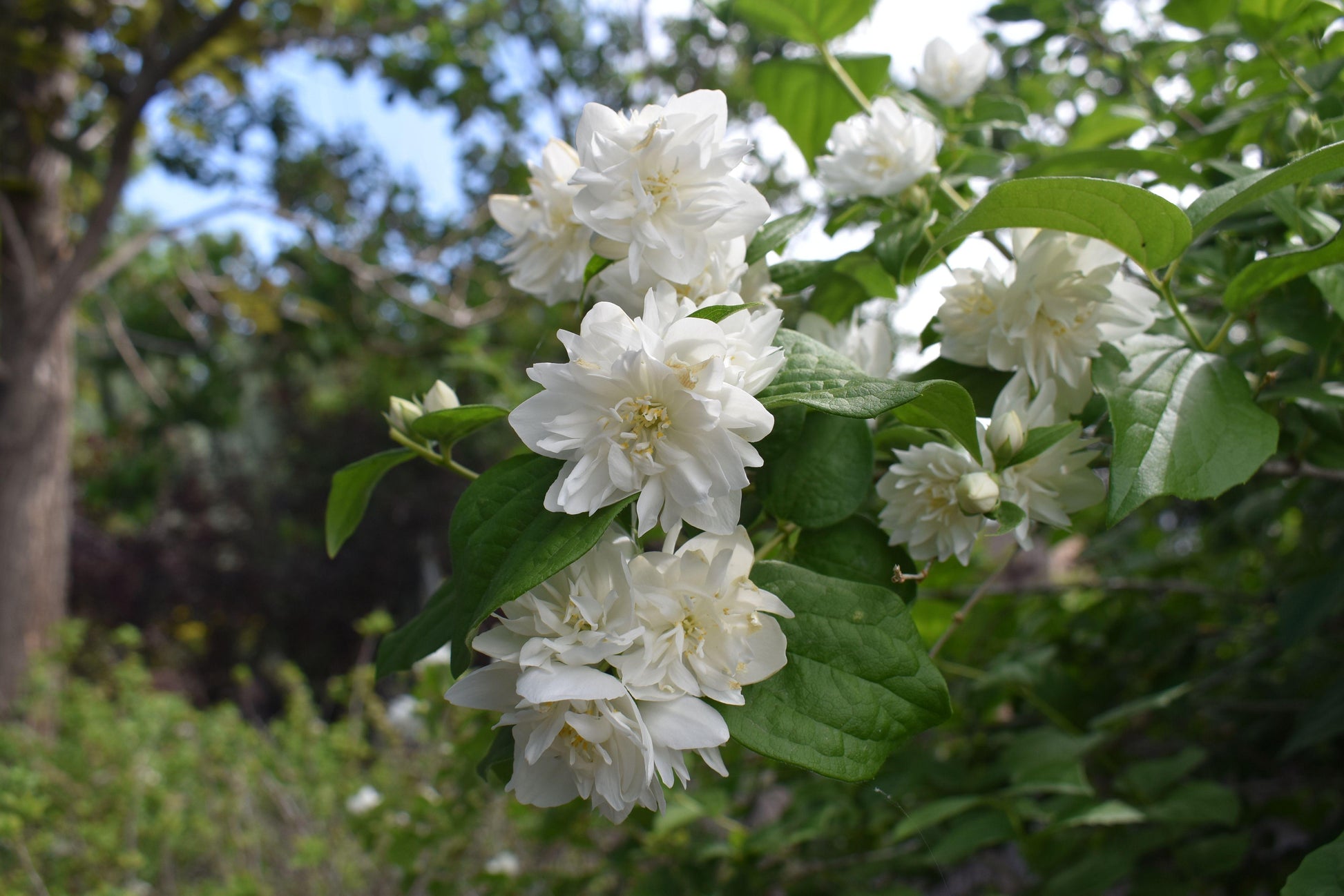 Philadelphus Virginalis Minnesota Snowflake - View 8 from www redcrocus com