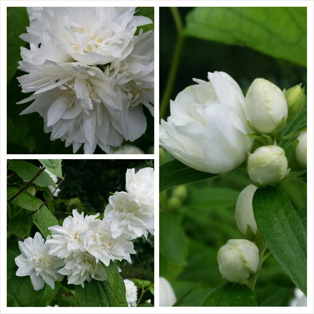 Philadelphus Virginalis Minnesota Snowflake - View 9 from www redcrocus com