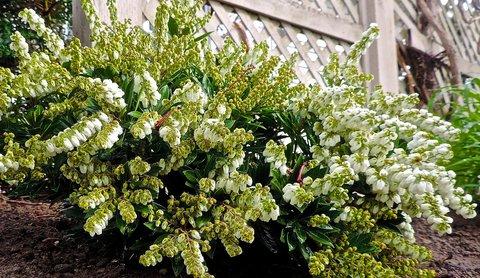 Pieris Japonica Prelude - View 15 from www redcrocus com
