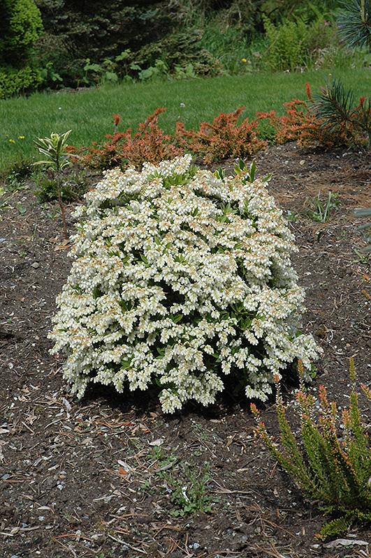 Pieris Japonica Prelude - View 9 from www redcrocus com