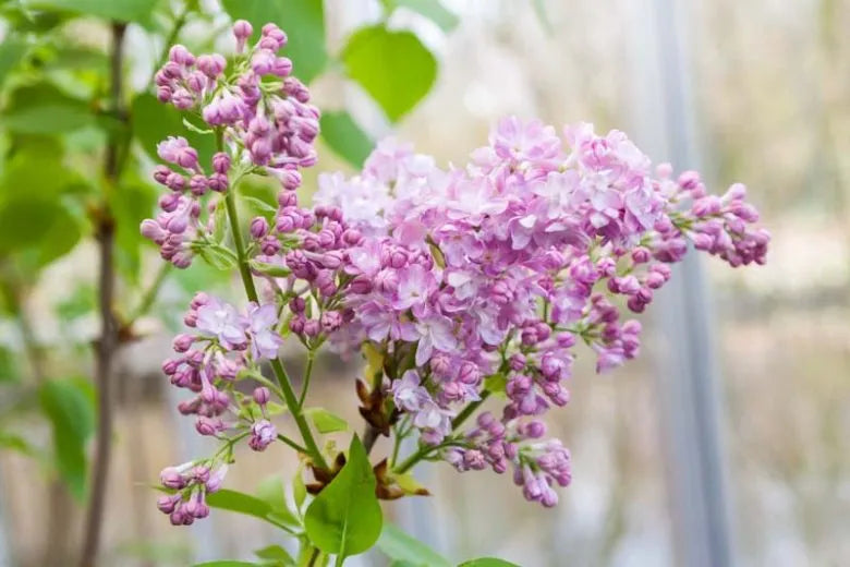 Syringa Vulgaris - View 10 from www redcrocus com