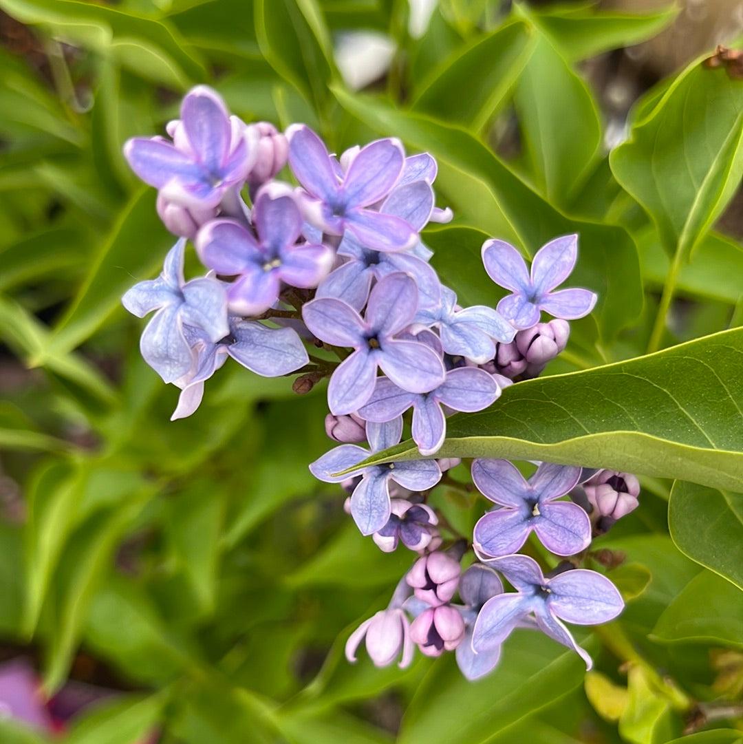 Syringa Vulgaris - View 11 from www redcrocus com
