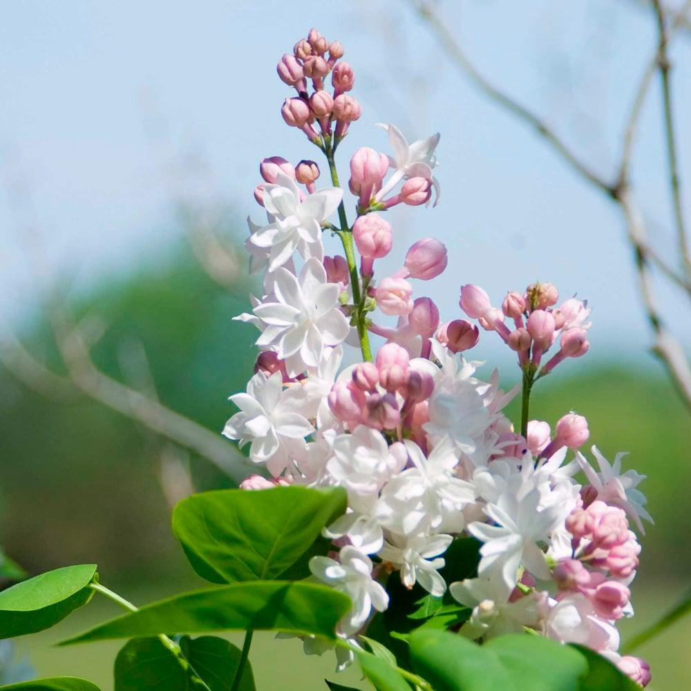 Syringa Vulgaris - View 12 from www redcrocus com