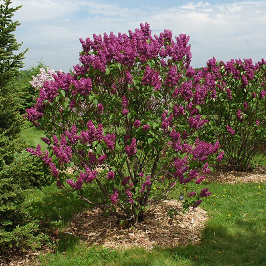 Syringa Vulgaris - View 14 from www redcrocus com