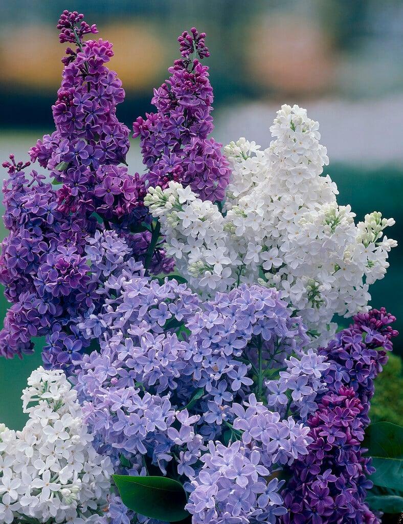 Syringa Vulgaris - View 16 from www redcrocus com
