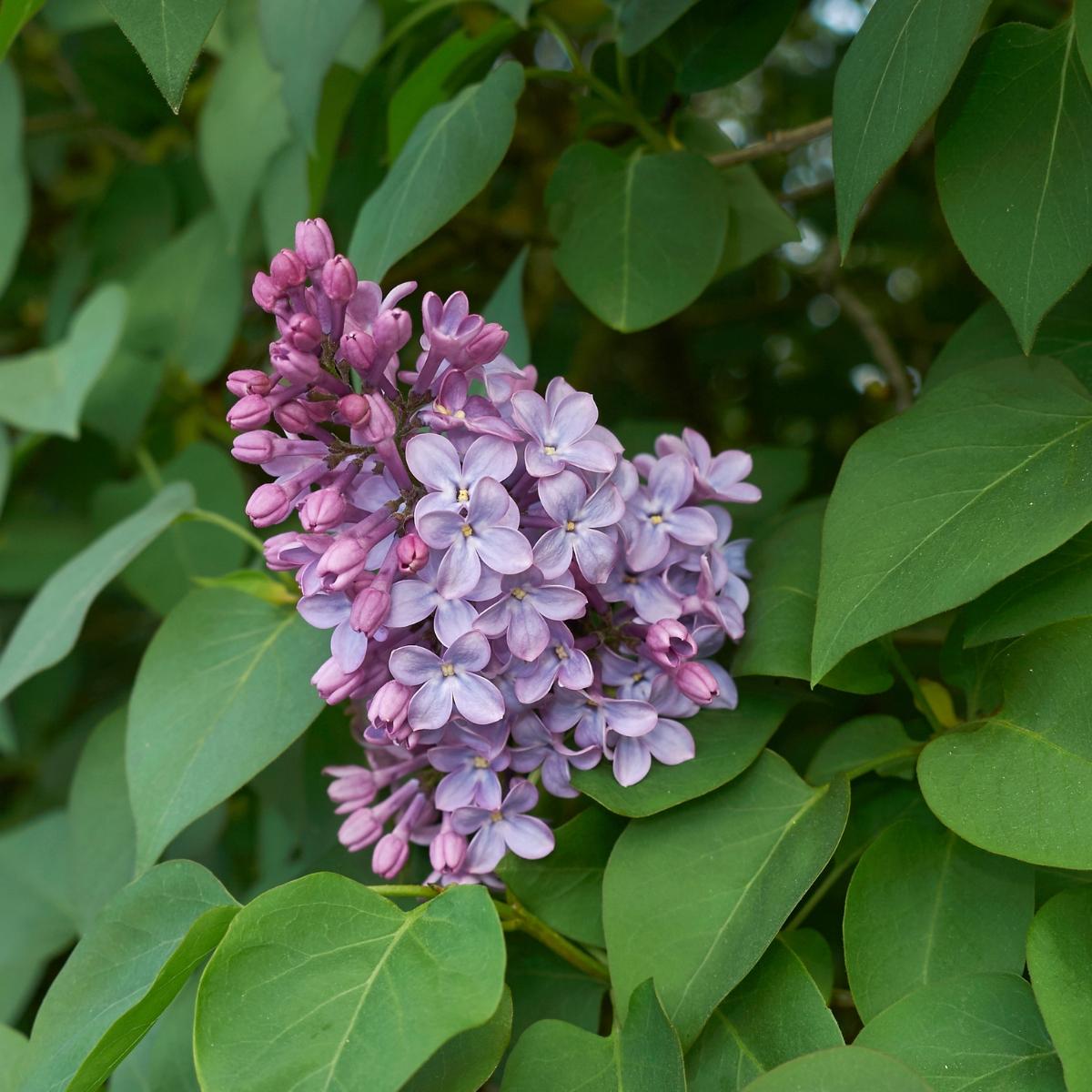 Syringa Vulgaris - View 17 from www redcrocus com