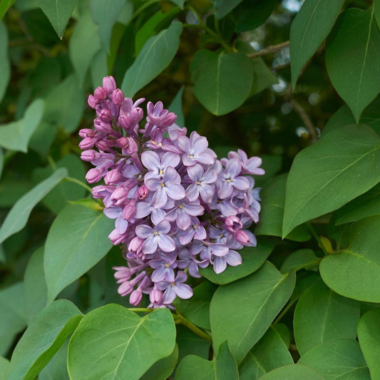 Syringa Vulgaris - View 17 from www redcrocus com