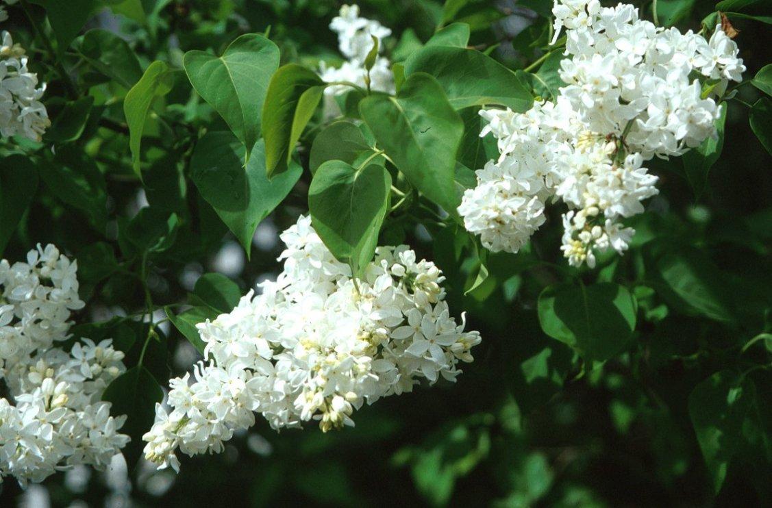 Syringa Vulgaris - View 20 from www redcrocus com