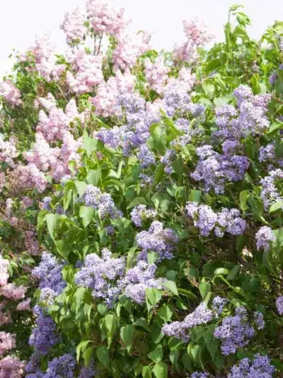 Syringa Vulgaris - View 21 from www redcrocus com