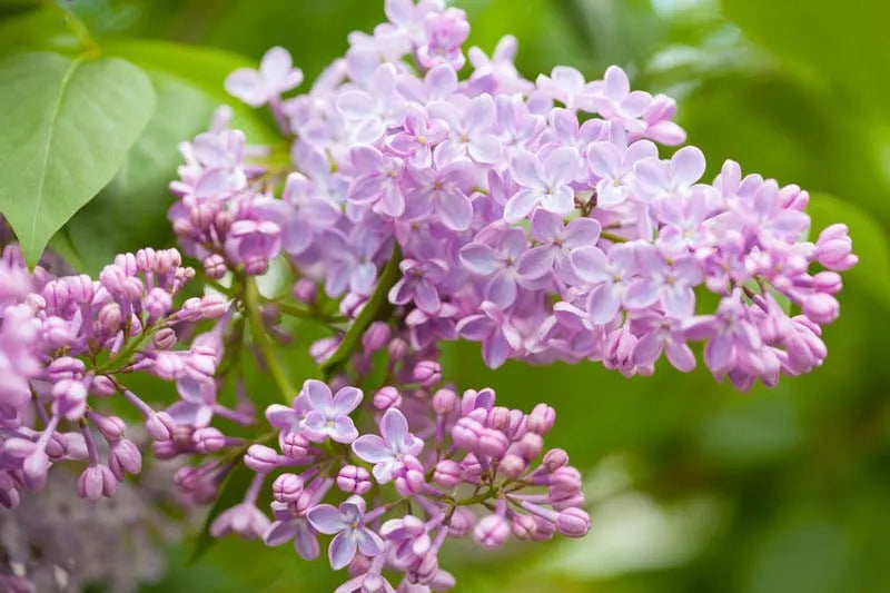 Syringa Vulgaris - View 22 from www redcrocus com