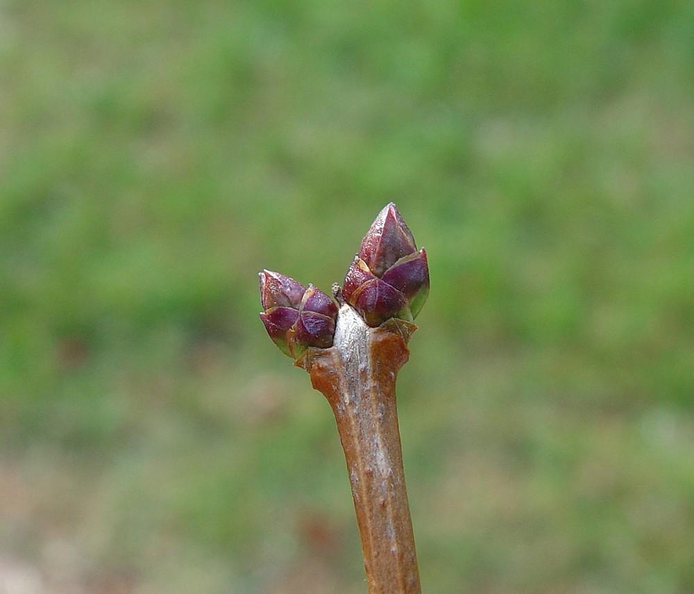Syringa Vulgaris - View 23 from www redcrocus com