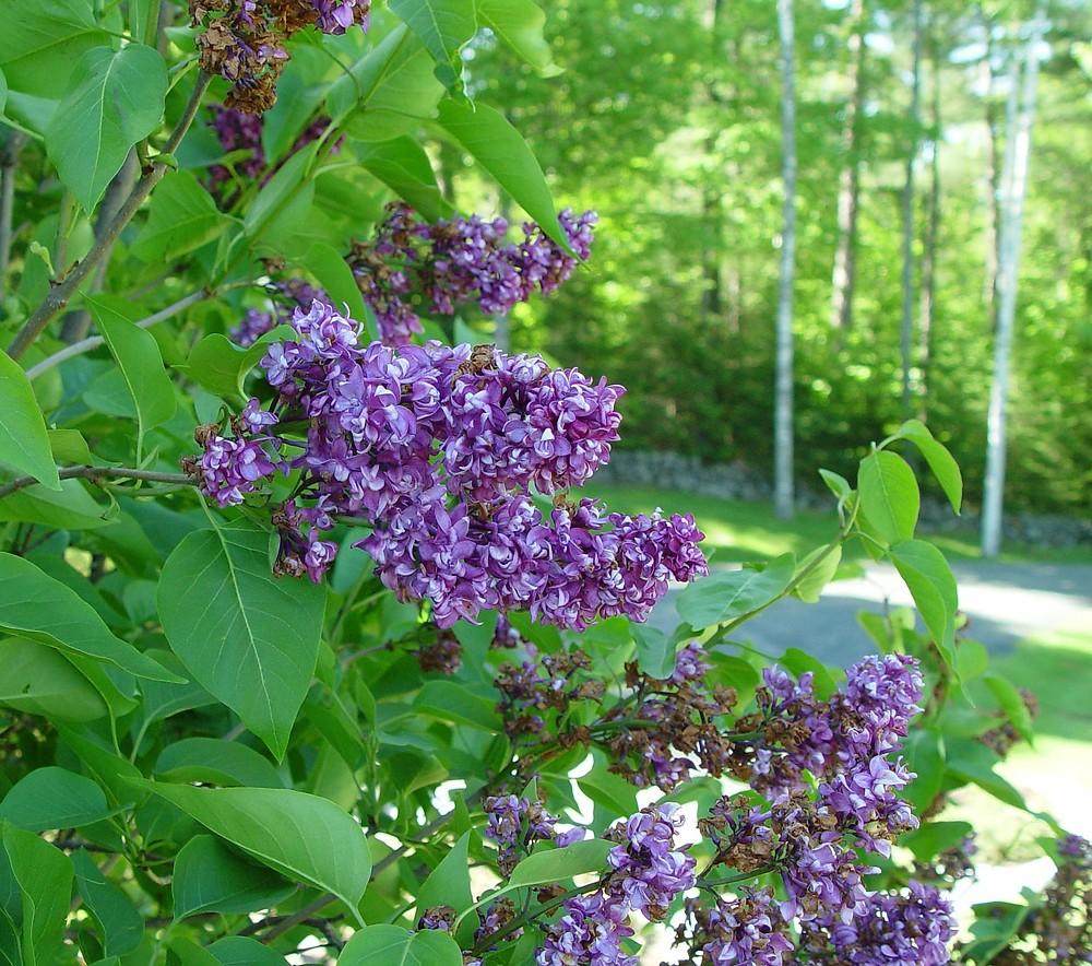 Syringa Vulgaris - View 24 from www redcrocus com