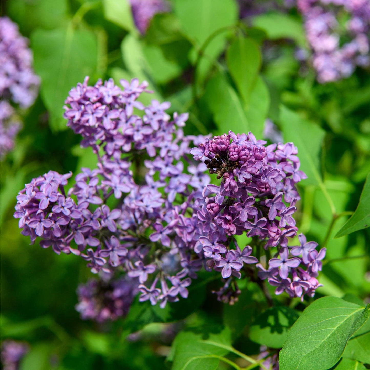 Syringa Vulgaris - View 25 from www redcrocus com