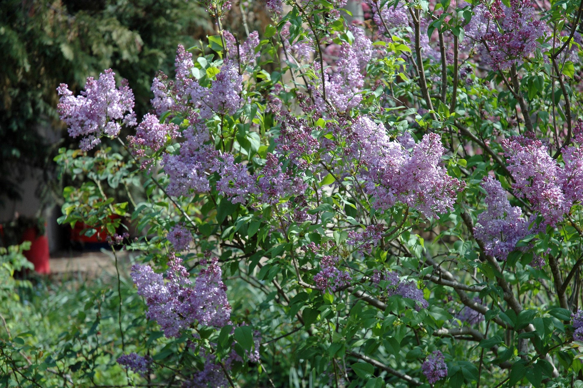 Syringa Vulgaris - View 27 from www redcrocus com