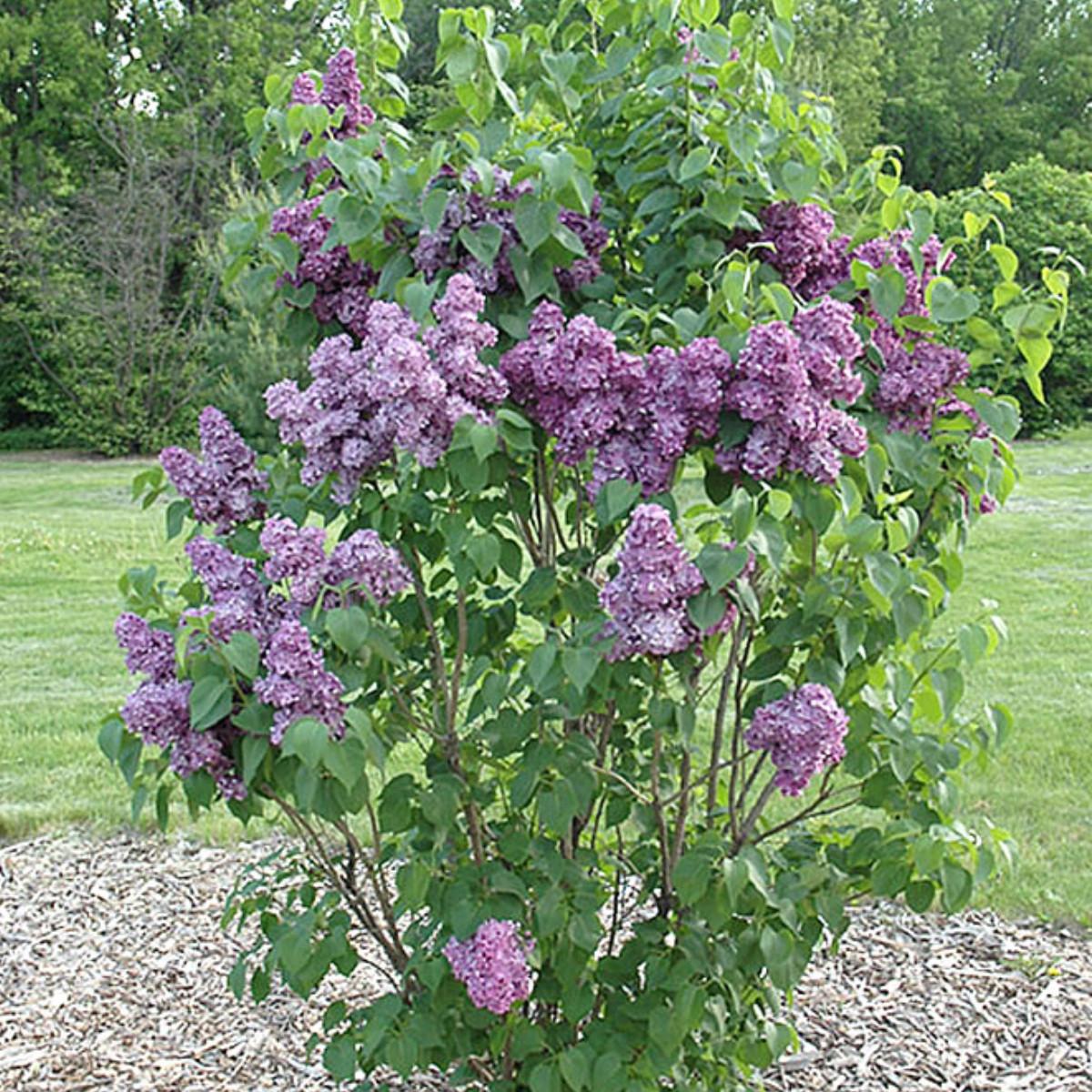 Syringa Vulgaris - View 2 from www redcrocus com