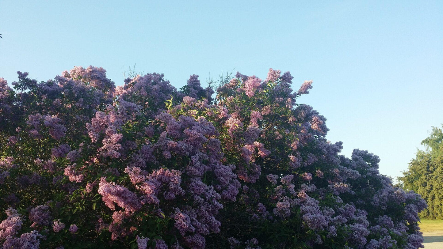 Syringa Vulgaris - View 31 from www redcrocus com