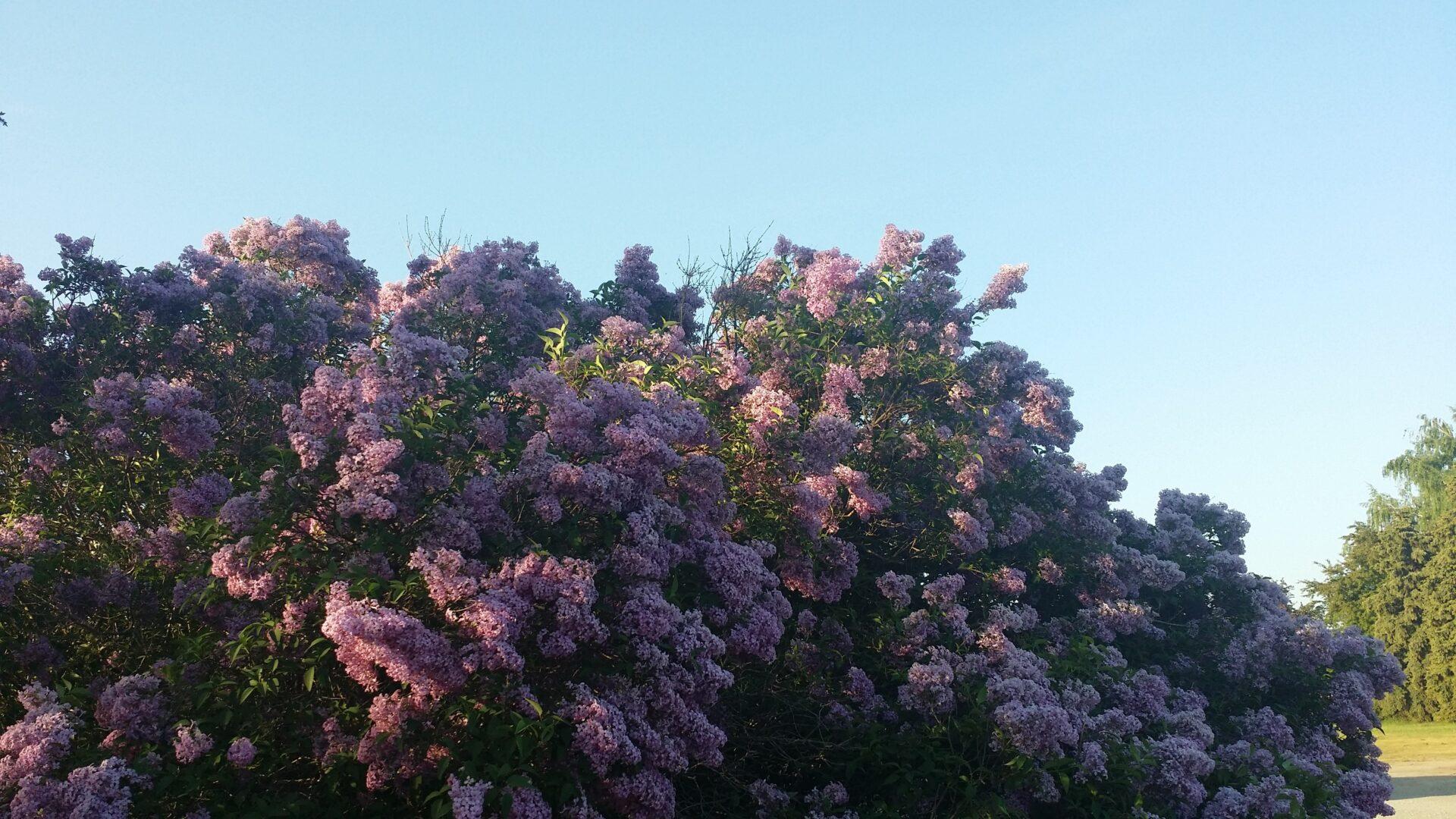 Syringa Vulgaris - View 31 from www redcrocus com