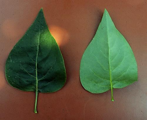 Syringa Vulgaris - View 33 from www redcrocus com