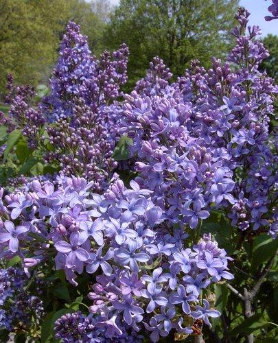 Syringa Vulgaris - View 34 from www redcrocus com