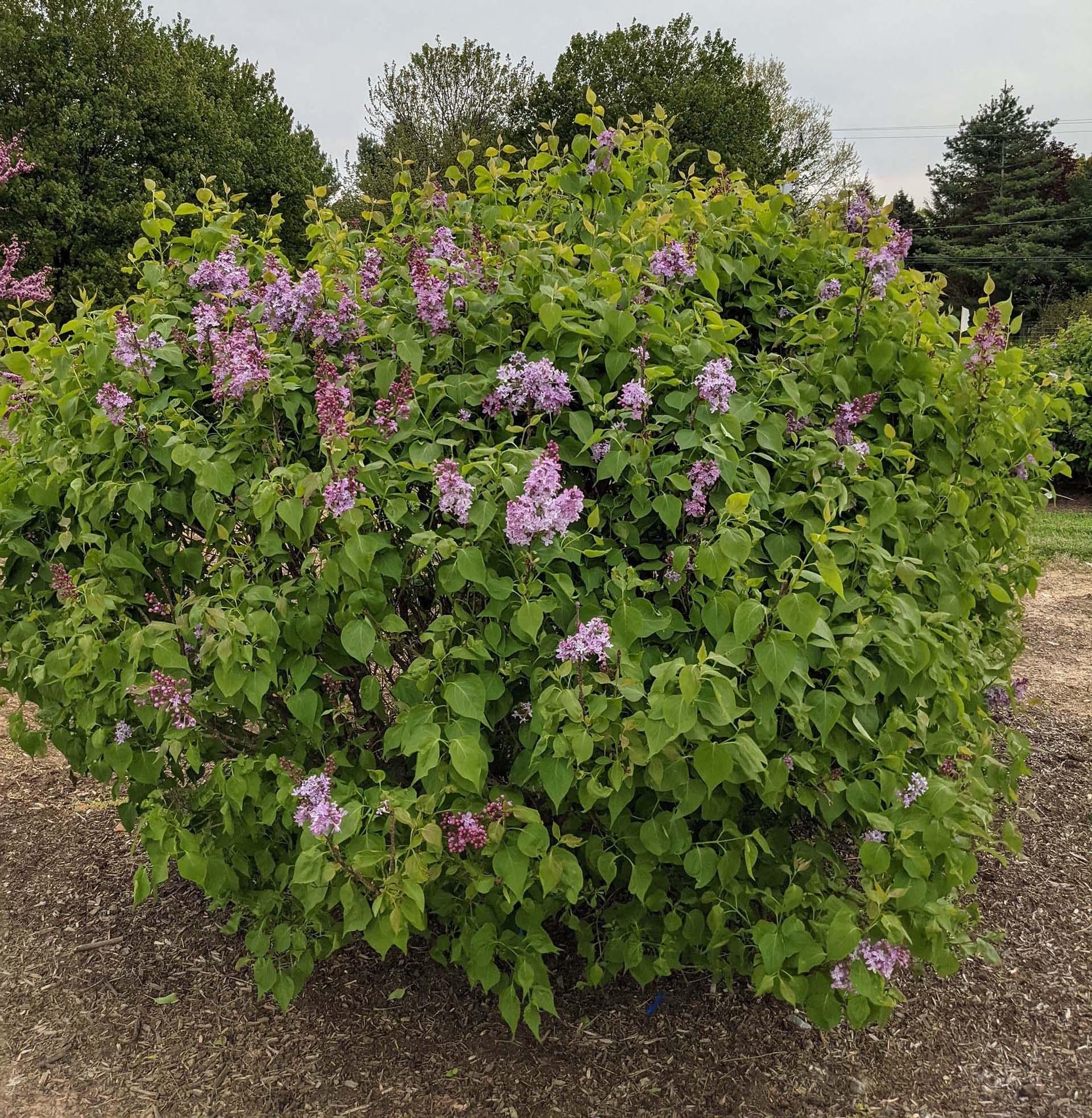 Syringa Vulgaris - View 4 from www redcrocus com
