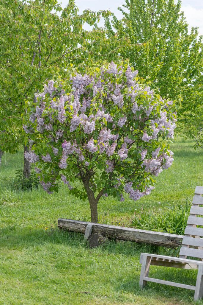 Syringa Vulgaris - View 5 from www redcrocus com