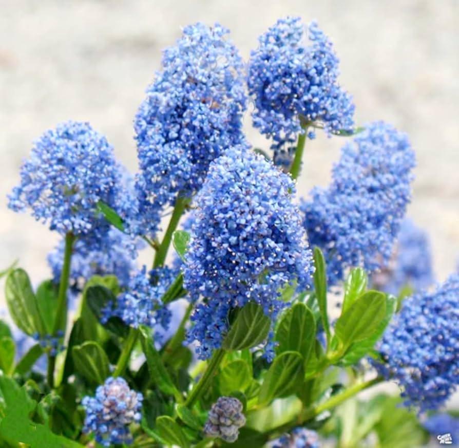 Syringa Vulgaris - View 7 from www redcrocus com