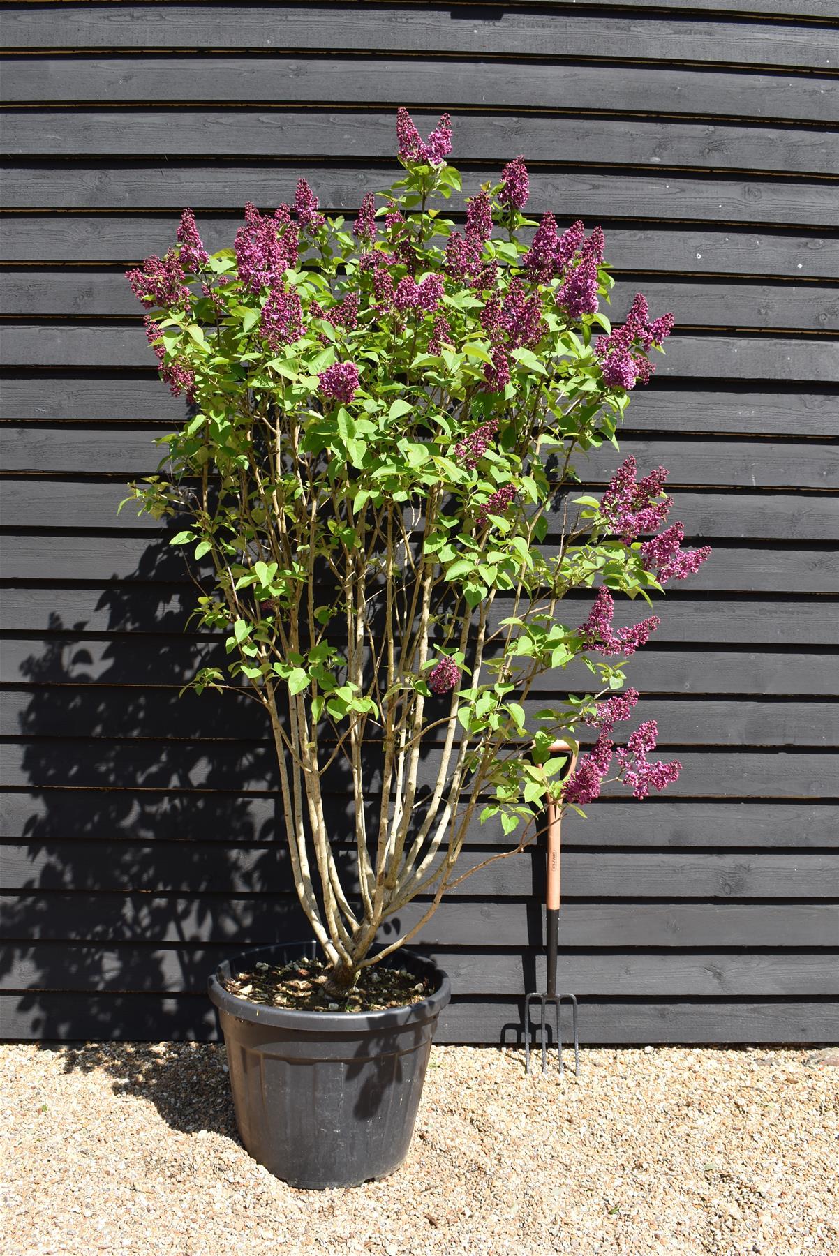 Syringa Vulgaris - View 8 from www redcrocus com