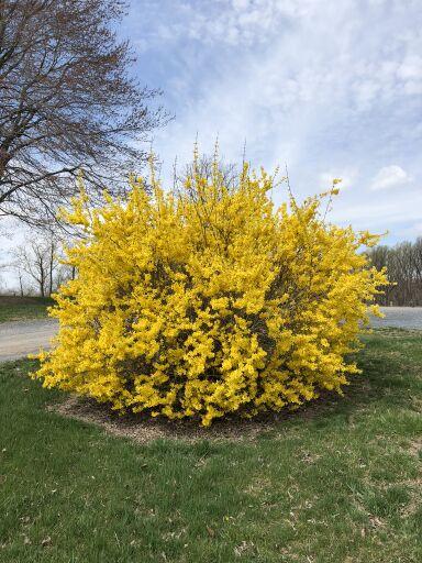 Forsythia Intermedia Lynwood Gold - View 14 from www redcrocus com