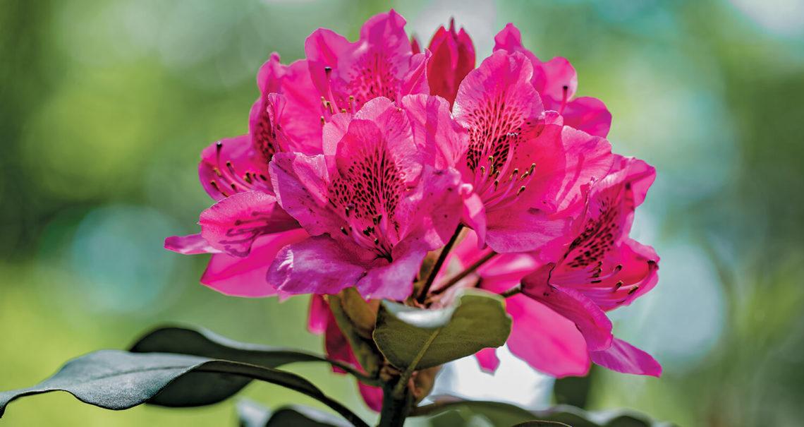 Rhododendron Ashley Force - View 10 from www redcrocus com
