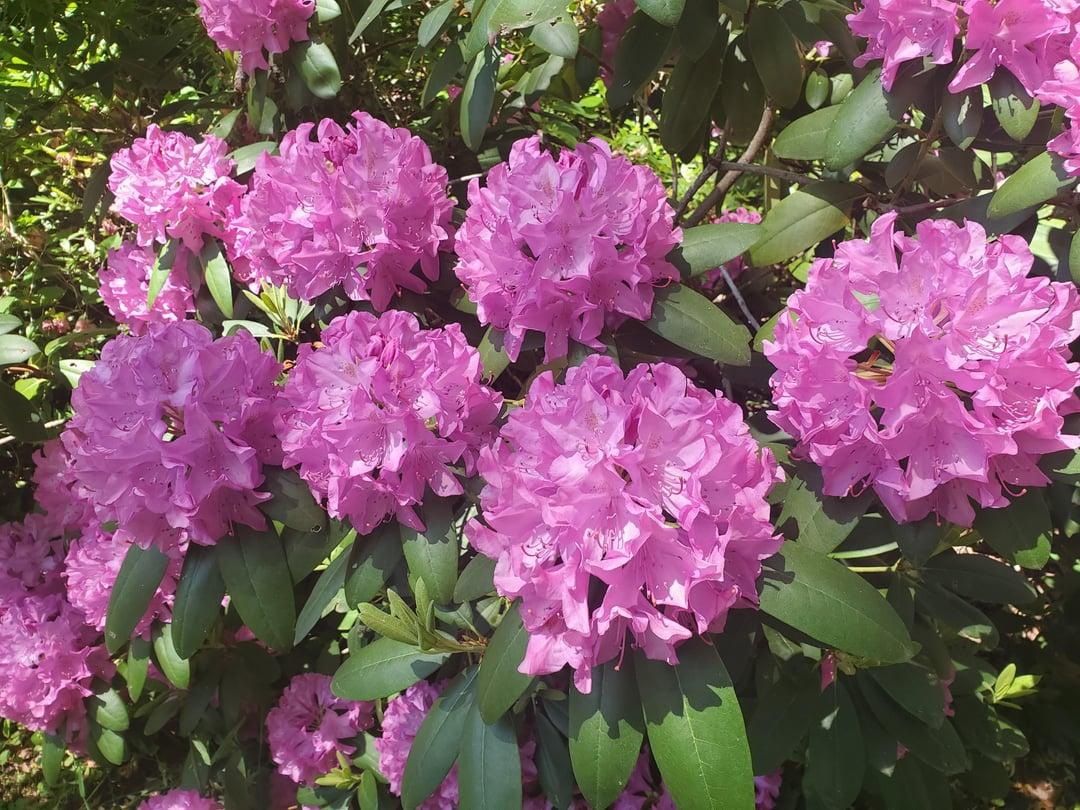 Rhododendron Ashley Force - View 11 from www redcrocus com