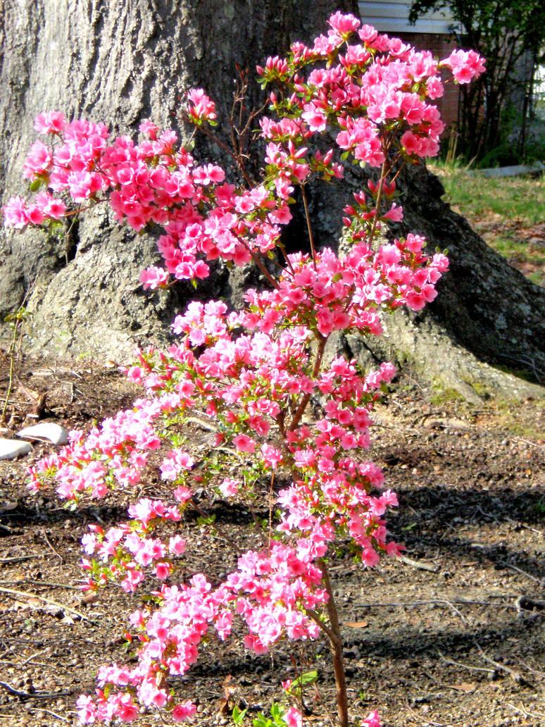 Rhododendron Ashley Force - View 12 from www redcrocus com