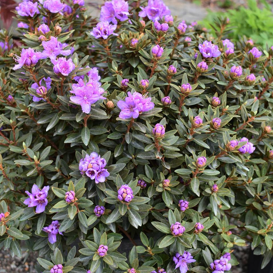 Rhododendron Ashley Force - View 13 from www redcrocus com