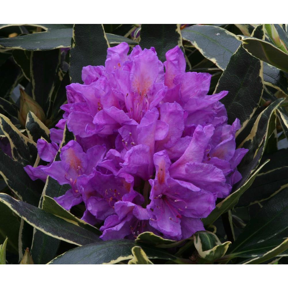 Rhododendron Ashley Force - View 15 from www redcrocus com