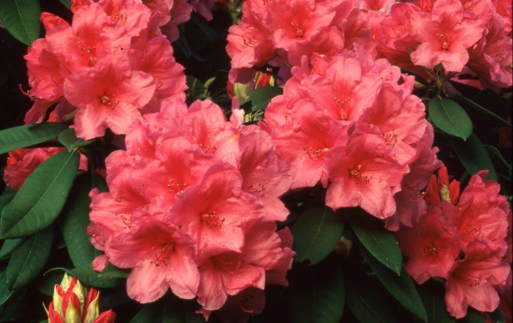 Rhododendron Ashley Force - View 18 from www redcrocus com