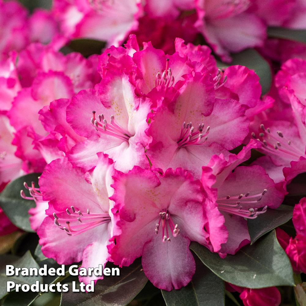 Rhododendron Ashley Force - View 2 from www redcrocus com