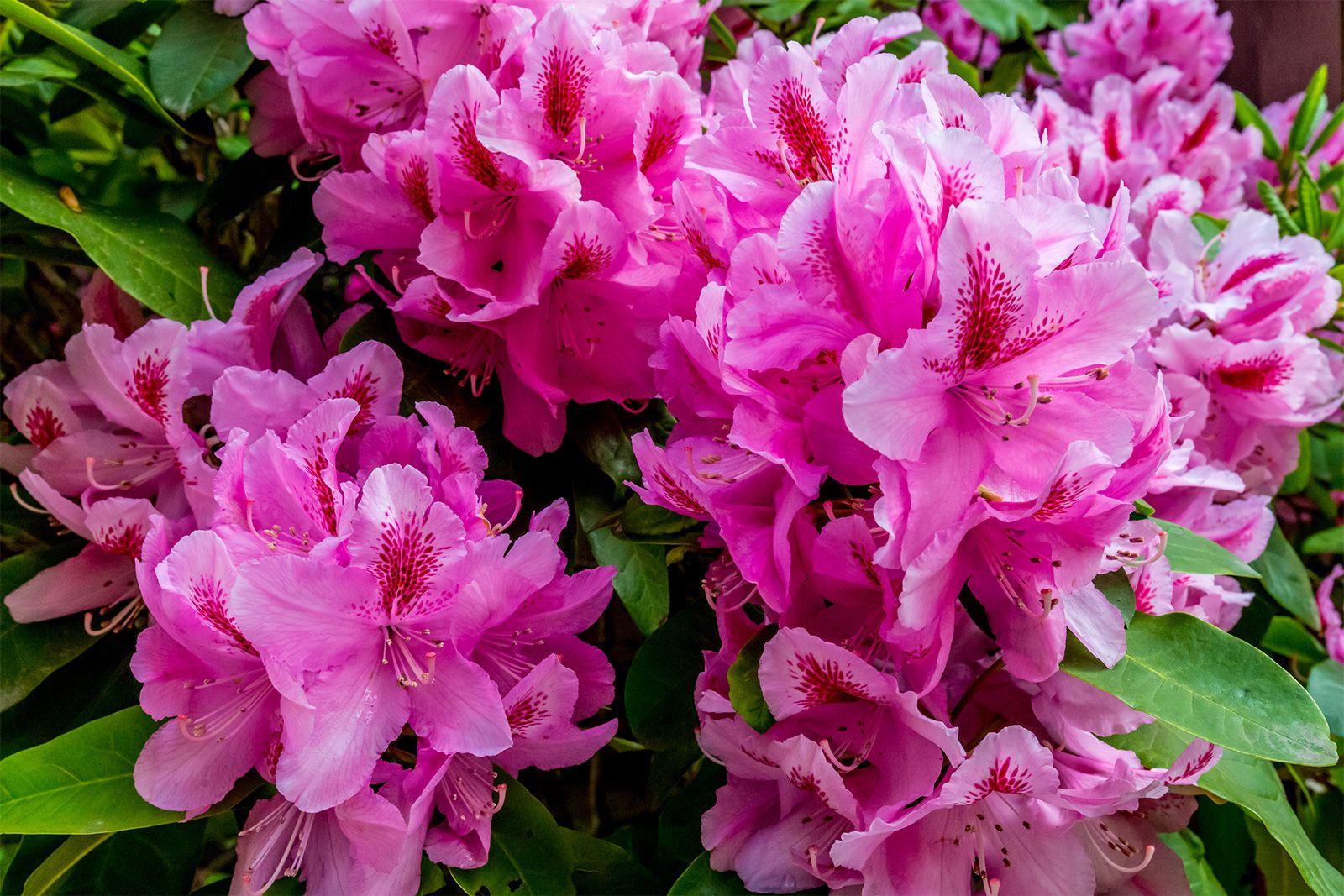 Rhododendron Ashley Force - View 3 from www redcrocus com