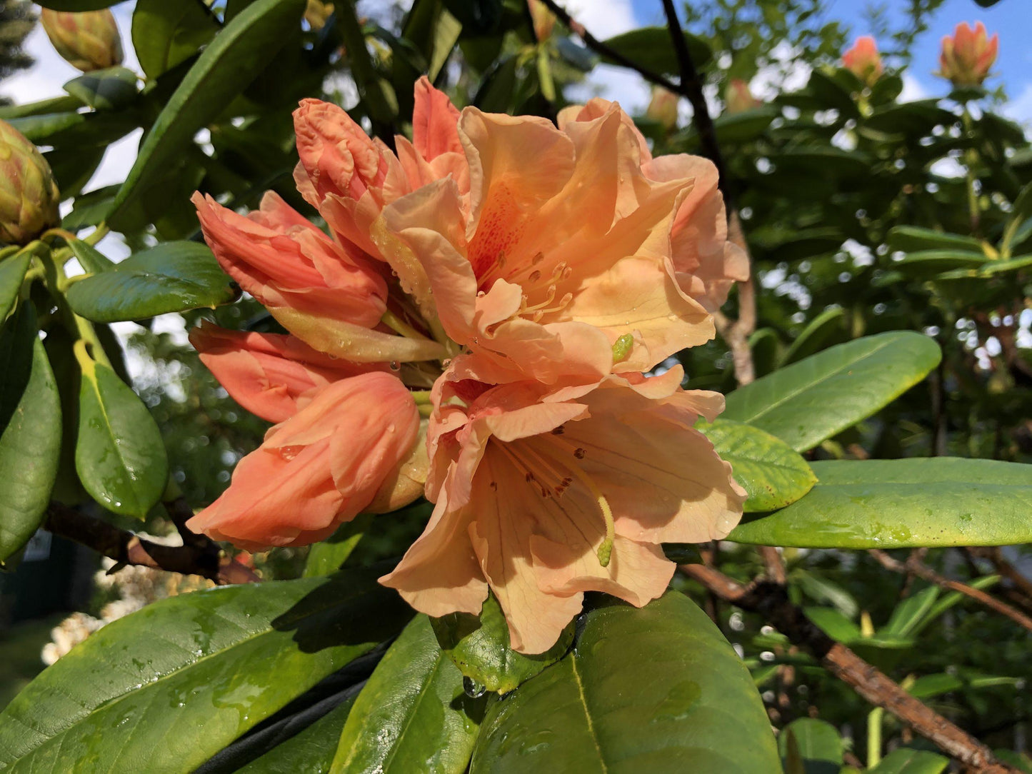 Rhododendron Ashley Force - View 4 from www redcrocus com