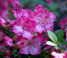 Rhododendron Ashley Force - View 5 from www redcrocus com