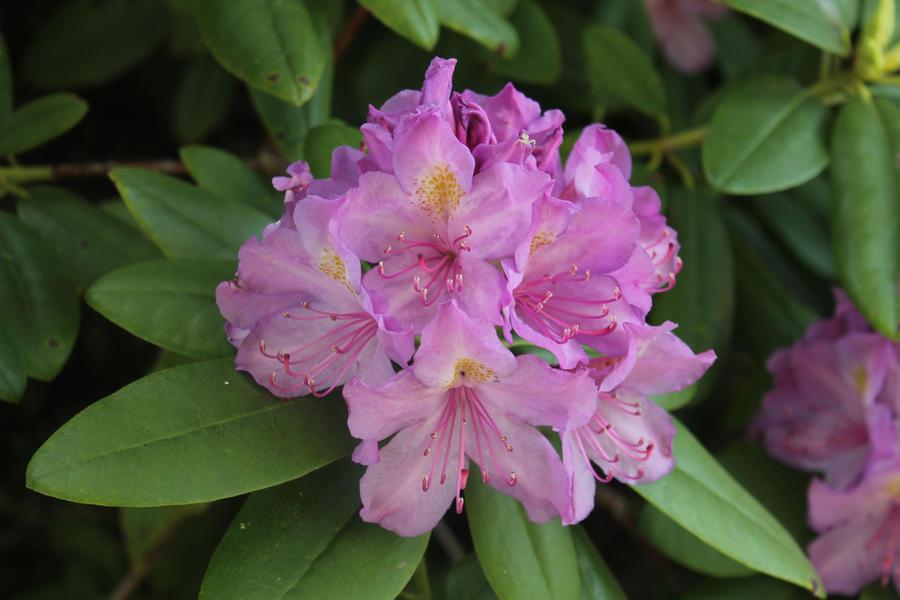Rhododendron Ashley Force - View 8 from www redcrocus com