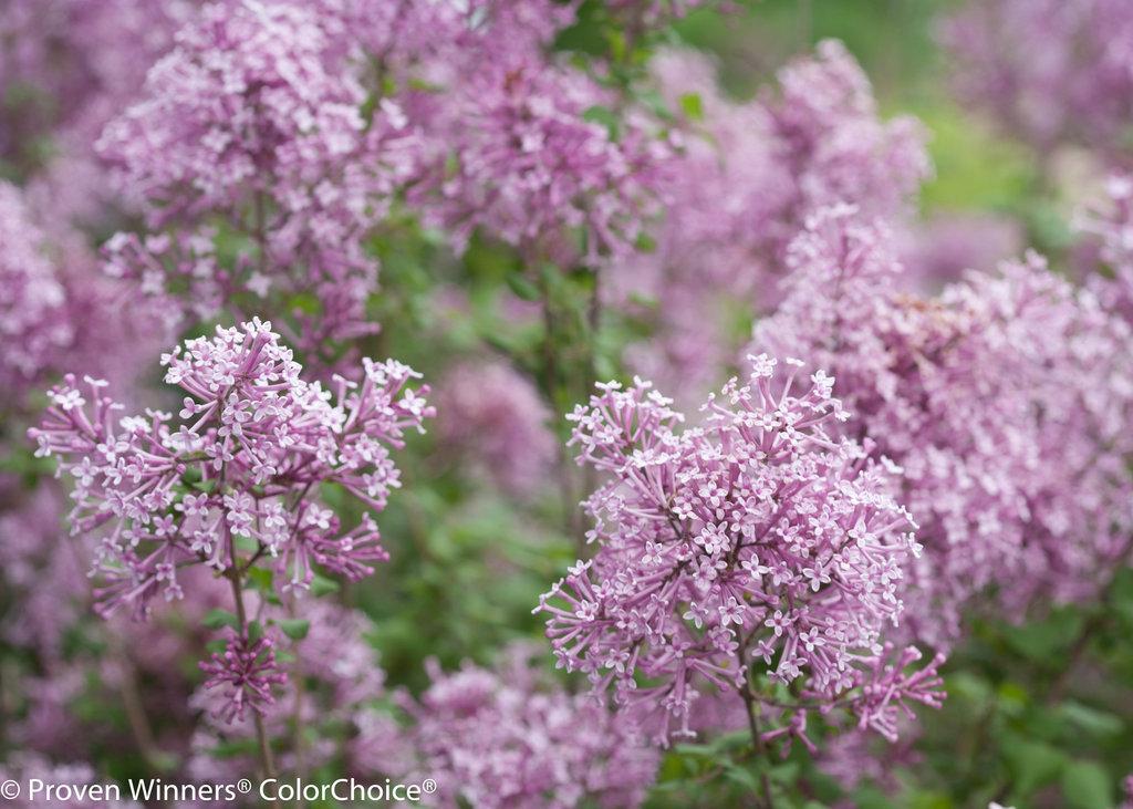 Syringa Bloomerang Purpink - View 14 from www redcrocus com
