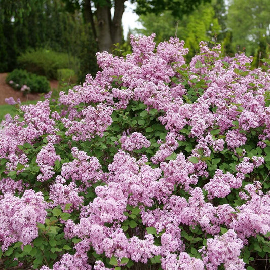 Syringa Bloomerang Purpink - View 1 from www redcrocus com