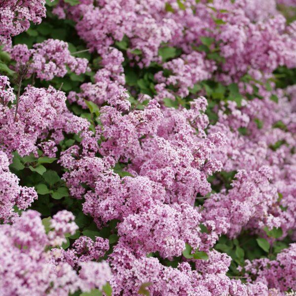 Syringa Bloomerang Purpink - View 5 from www redcrocus com