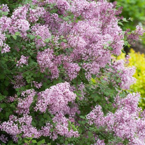 Syringa Bloomerang Purpink - View 7 from www redcrocus com