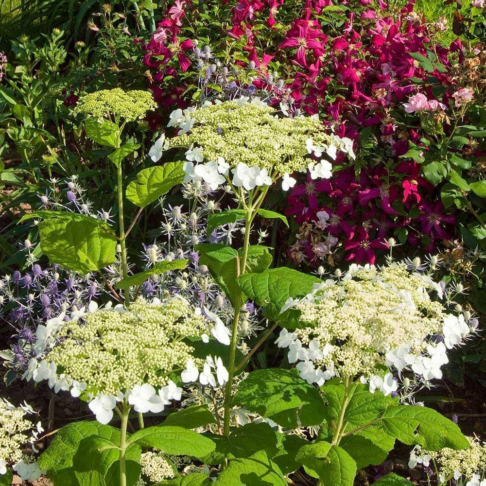 Hydrangea Arborescens Haas Halo - View 10 from www redcrocus com