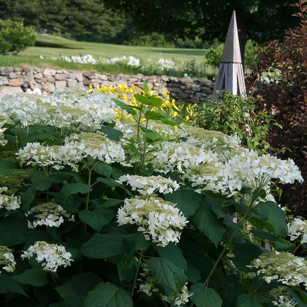 Hydrangea Arborescens Haas Halo - View 11 from www redcrocus com