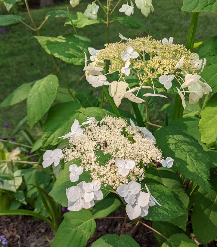 Hydrangea Arborescens Haas Halo - View 12 from www redcrocus com