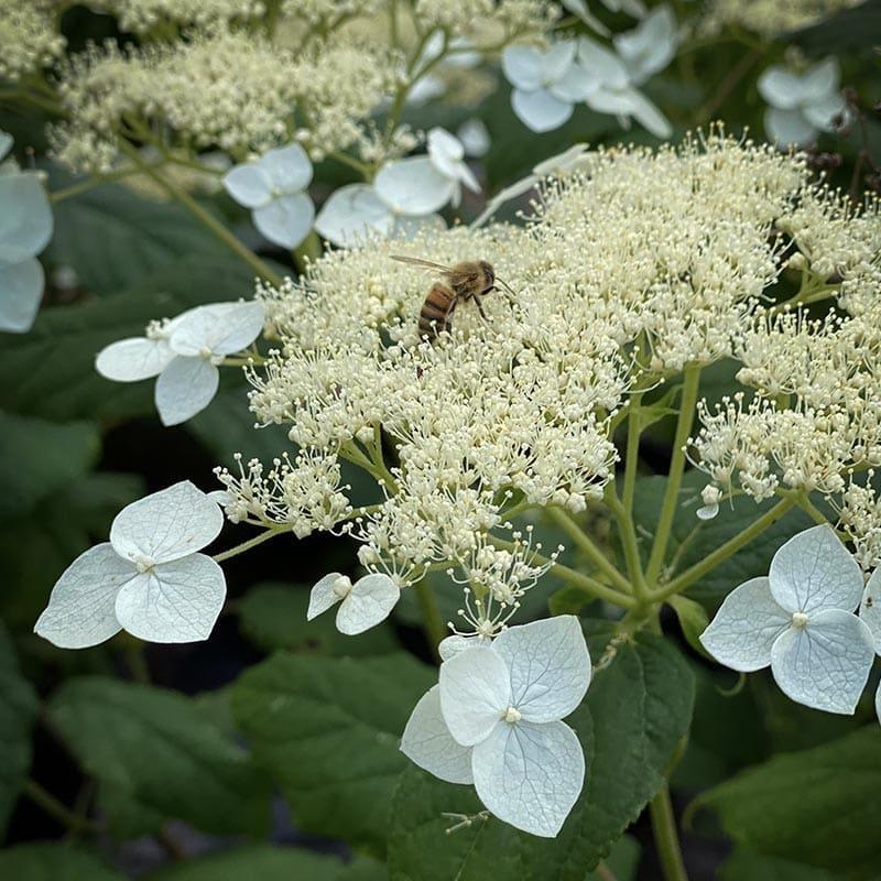Hydrangea Arborescens Haas Halo - View 13 from www redcrocus com